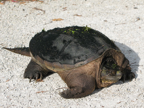 Turtle on the IPP