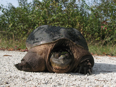 Turtle on the IPP
